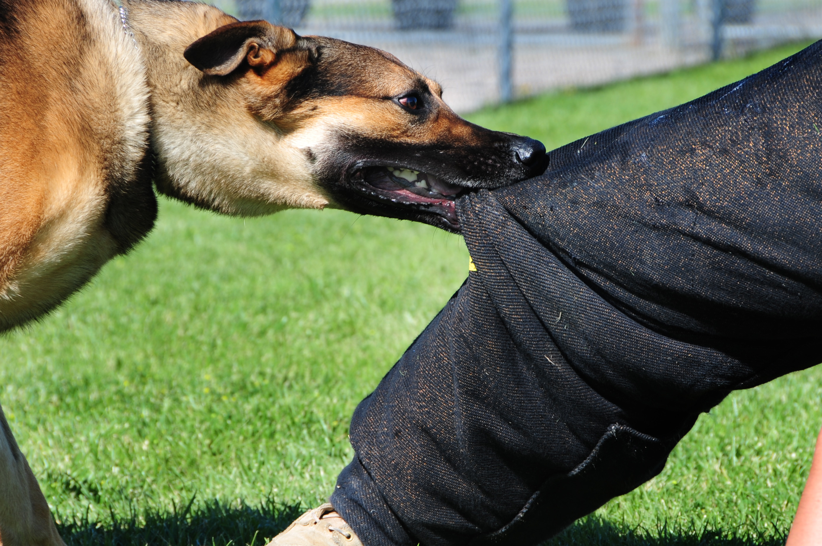 ELLSWORTH AIR FORCE BASE, S.D. -- Bak, 28th Security Forces Squadron military working dog, bites down on Staff Sgt. Kevin Nelson, 28 SFS K-9 unit trainer, during a training session, June 24. Sergeant Nelson wears a Òbite suitÓ to protect his legs from serious injury during the training. (U.S. Air Force photo/Airman 1st Class Anthony Sanchelli)
